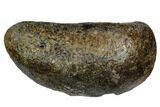 Fossil Whale Ear Bone - Miocene #109239-1